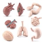 Modelos anatómicos de órgãos humanos, incluindo coração, pulmões, intestinos, cérebro, rins, estômago e trato digestivo, usados para fins educativos.