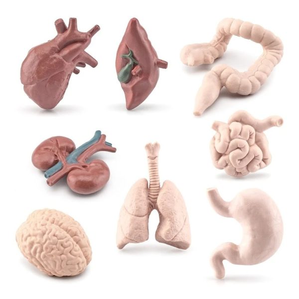 Modelos anatómicos de órgãos humanos, incluindo coração, pulmões, intestinos, cérebro, rins, estômago e trato digestivo, usados para fins educativos.