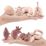 Modelos anatómicos de cérebro, intestino, pulmões, coração, fígado, rins e intestino grosso em miniatura, exibidos em mãos para demonstração educativa.