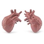 Duas réplicas de corações humanos em miniatura, com detalhes anatómicos visíveis, colocadas lado a lado contra fundo branco.