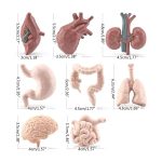 Modelos de órgãos humanos em diferentes ângulos e detalhes, incluindo coração, pulmões, estômago, intestinos e cérebro, usados para fins educativos.