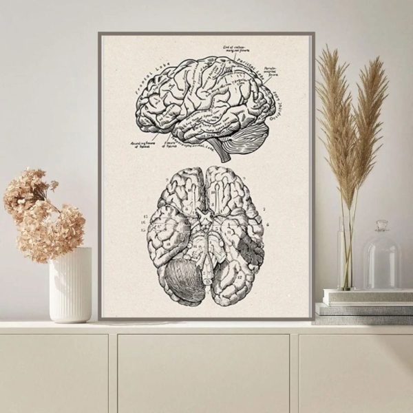 Ilustração detalhada do cérebro humano, mostrando o cérebro superior e inferior com detalhes anatómicos.