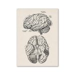 Desenho técnico do cérebro humano mostrando diferentes áreas e estruturas anatómicas, incluindo o córtex cerebral e o cerebelo, com detalhes e etiquetas.