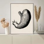 Ilustração detalhada do estômago humano, mostrando suas partes internas e externas, com destaque para o fundo branco e moldura cinzenta.