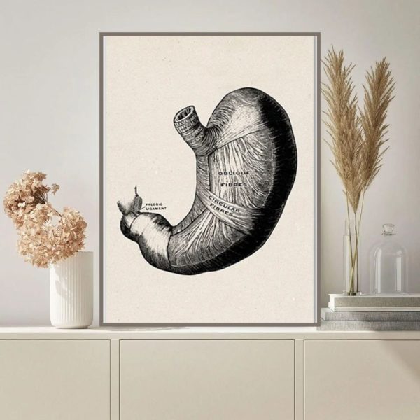 Ilustração detalhada do estômago humano, mostrando suas partes internas e externas, com destaque para o fundo branco e moldura cinzenta.