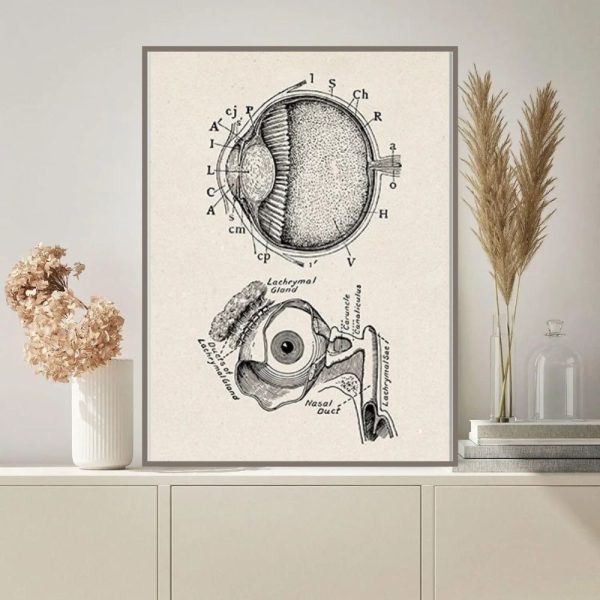 Desenho técnico detalhado do olho humano, mostrando a anatomia interna e externa, incluindo a córnea, íris, lente e nervo óptico, com etiquetas explicativas.