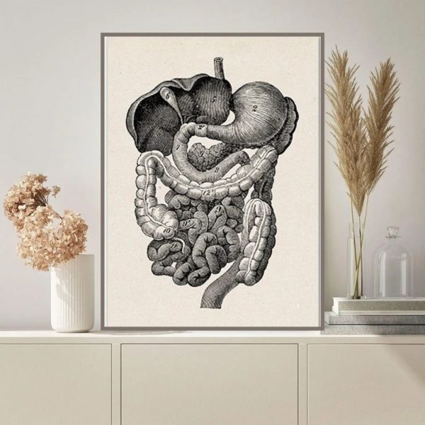 Ilustração detalhada do sistema digestivo humano, incluindo estômago, intestinos e fígado, em estilo de desenho técnico preto e branco.