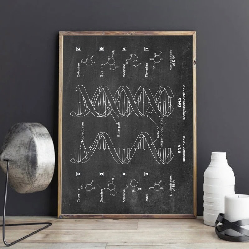 Quadro negro com diagramas de DNA e RNA, incluindo estruturas químicas e processos de descoberta.