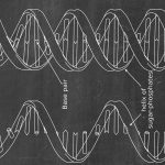 Esquema de DNA com hélice, base pair, e fosfatos de açúcar, com setas e etiquetas explicativas.
