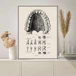 Ilustração detalhada da dentição humana superior e inferior, incluindo dentes incisivos, caninos, pré-molares e molares, com detalhes anatómicos e etiquetas.