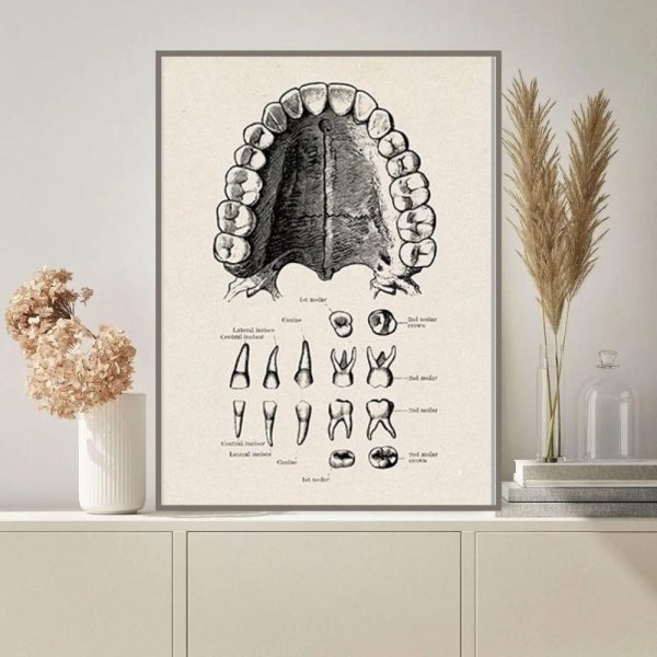 Ilustração detalhada da dentição humana superior e inferior, incluindo dentes incisivos, caninos, pré-molares e molares, com detalhes anatómicos e etiquetas.