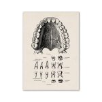Desenho detalhado da arcada dentária superior e inferior, incluindo dentes incisivos, caninos, pré-molares e molares, com destaque para diferentes tipos de dentes e suas posições.