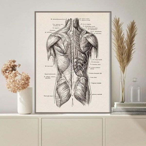 Ilustração detalhada dos músculos do corpo humano, vista posterior, com nomes e detalhes anatómicos.