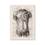 Ilustração detalhada dos músculos do tronco humano, incluindo peitoral, dorsal e abdominal, com nomes científicos e posições.