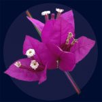 Flor de bougainvillea com pétalas roxas vibrantes, estames brancos e folhas verdes, vista de perto com fundo escuro.