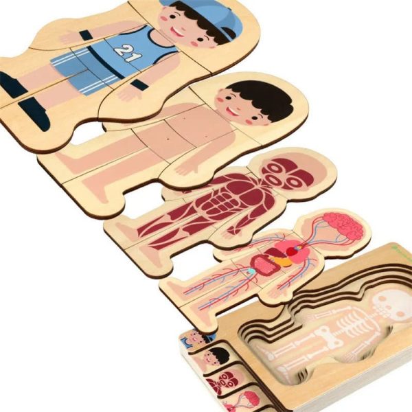 Peças de quebra-cabeça de madeira representando o corpo humano, incluindo sistema nervoso, muscular, circulatório e esquelético, com detalhes coloridos e diferentes camadas.