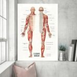 Poster anatómico dos músculos – Image 2