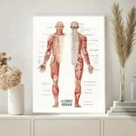 Poster anatómico dos músculos – Image 3