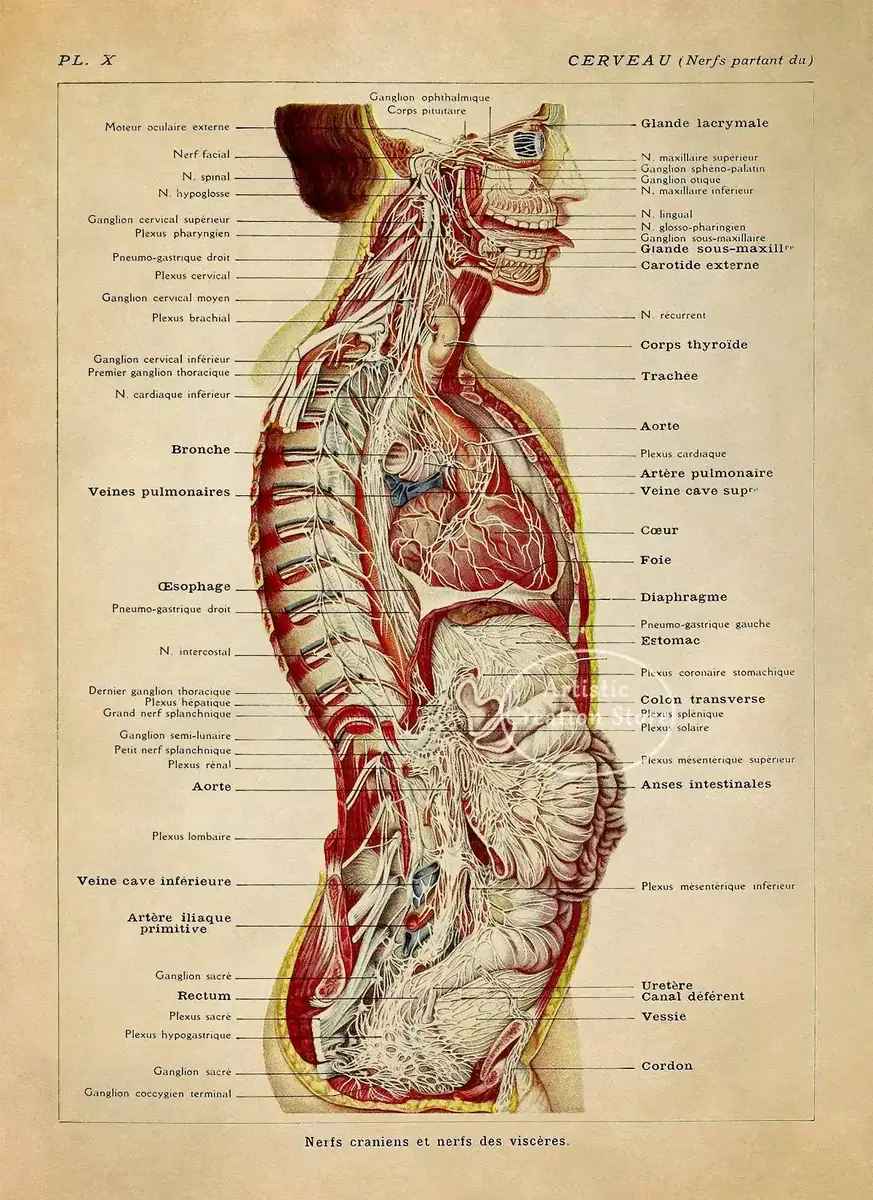 S1e8dfae3fd7a479dba72c6f6ebca3ae47.webp Poster de anatomia vintage – Image 1