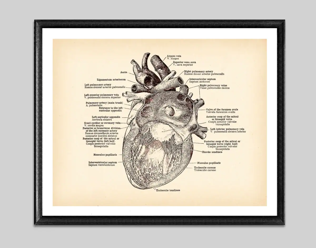 Poster de anatomia do coração – Image 6