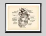 Poster de anatomia do coração – Image 6