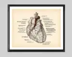 Poster de anatomia do coração
