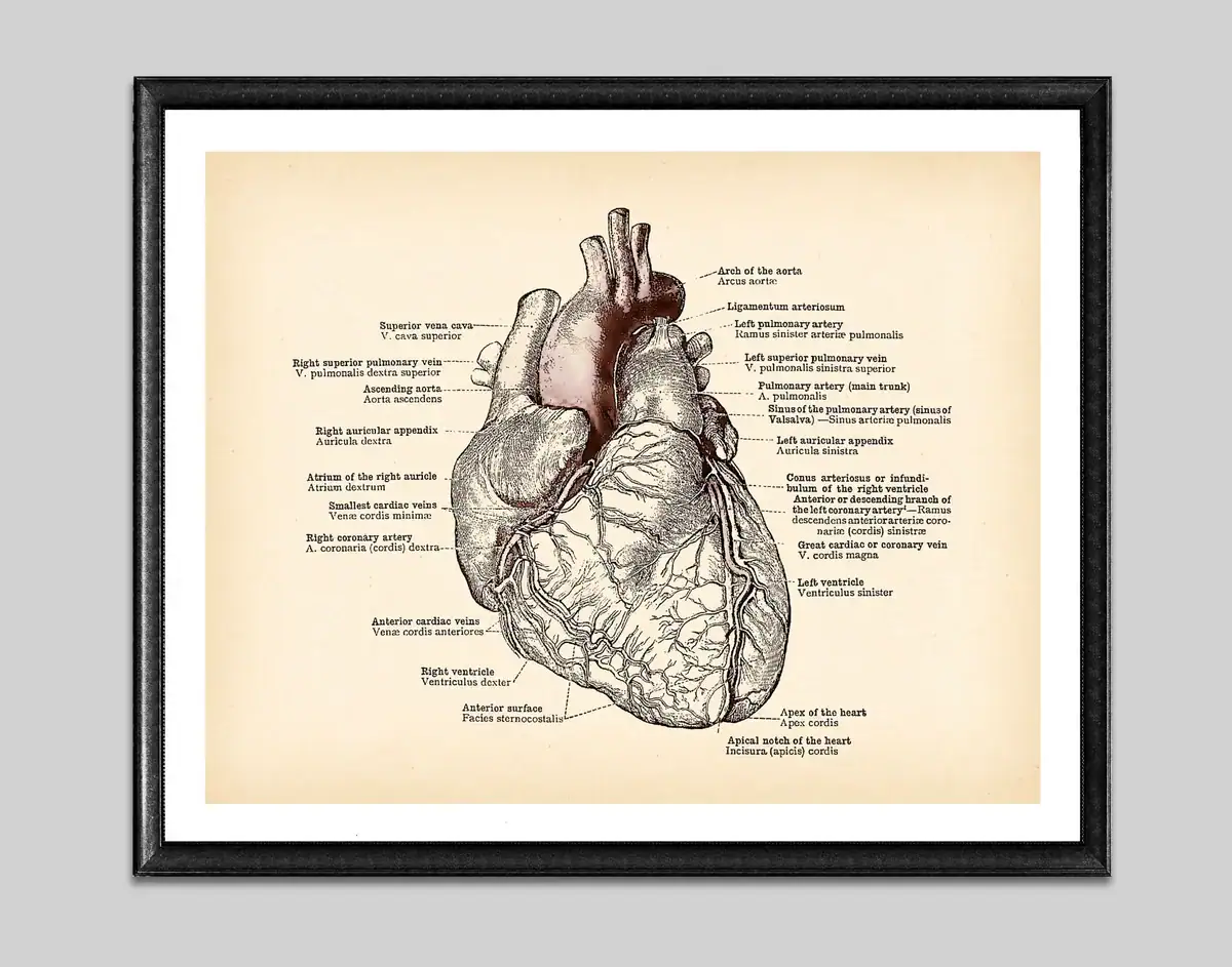 S327d69cb54e841408b2716b222a3be20N.webp Poster de anatomia do coração – Image 1