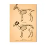 Poster de Anatomia Animal Antiga – Image 4
