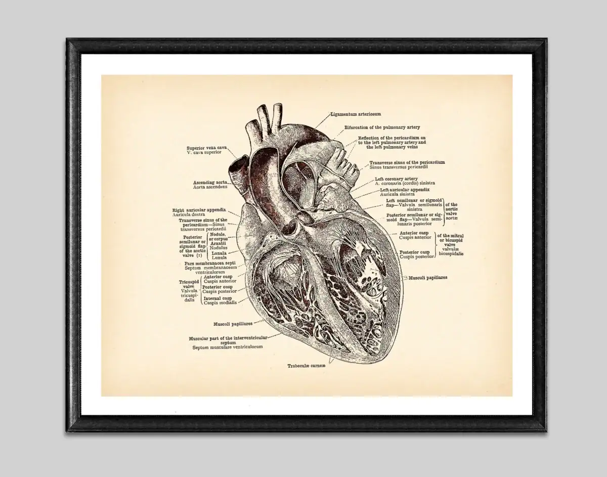 Poster de anatomia do coração – Image 8