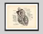 Poster de anatomia do coração – Image 8