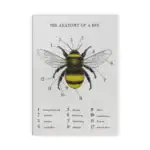 Poster anatomia da abelha
