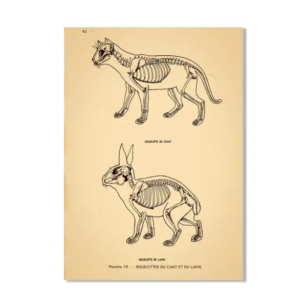 Desenho técnico de esqueletos de um gato e um coelho, mostrando detalhes internos e estrutura óssea.