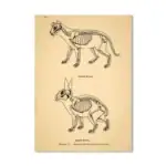 Poster de Anatomia Animal Antiga