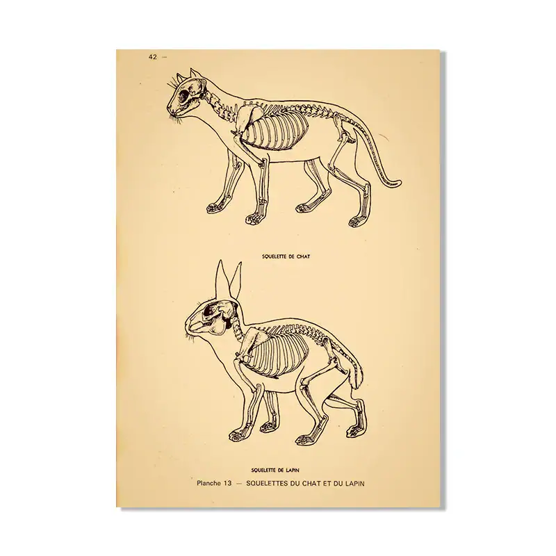 S54b9a593cbf349f988f30aabc10a5a5c1.webp Poster de Anatomia Animal Antiga – Image 1