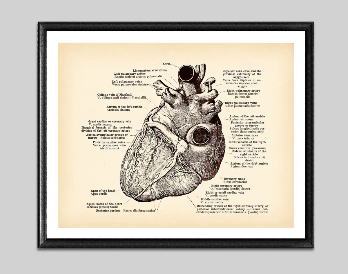 Poster de anatomia do coração – Image 7