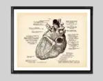 Poster de anatomia do coração – Image 7