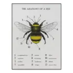 Poster anatomia da abelha – Image 2
