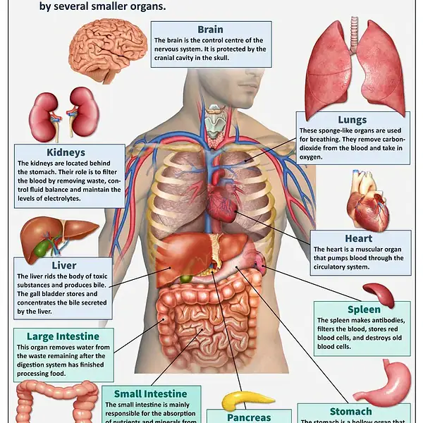 Ilustração detalhada dos cinco órgãos vitais humanos: cérebro, pulmões, coração, rins e fígado, com etiquetas explicativas.