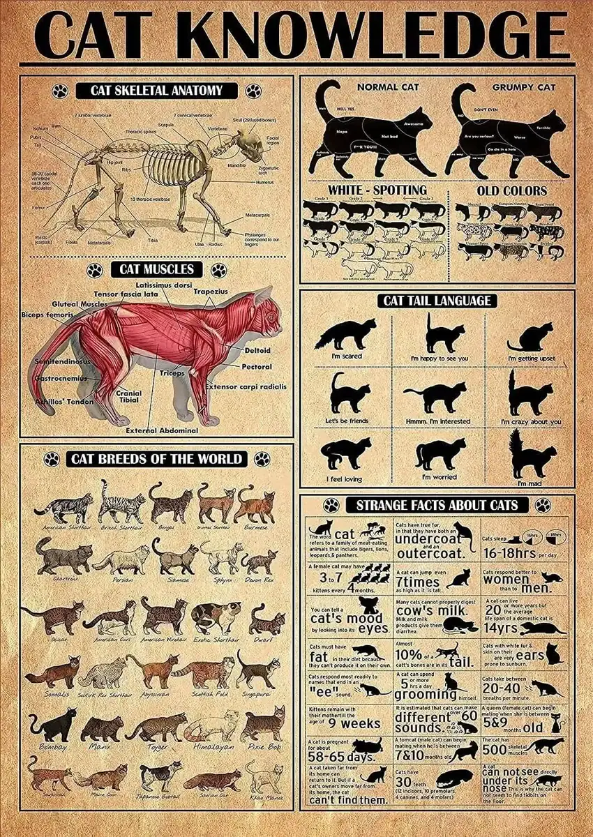 Sa039683fa8224c62812450ef45735156K.webp Poster de anatomia do gato – Image 1