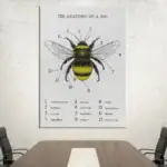 Poster anatomia da abelha – Image 5