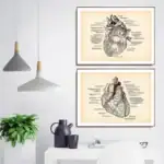 Poster de anatomia do coração – Image 4