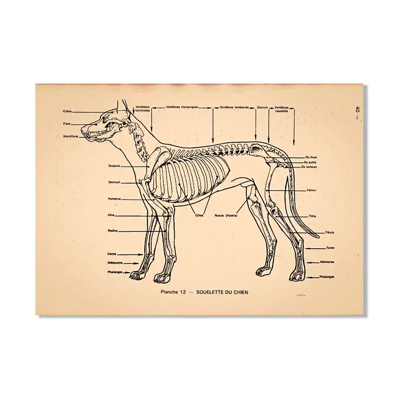 Sa52e7ddd3e5b4471ad9a807072c68ec9k.webp Poster de anatomia do cão – Image 1