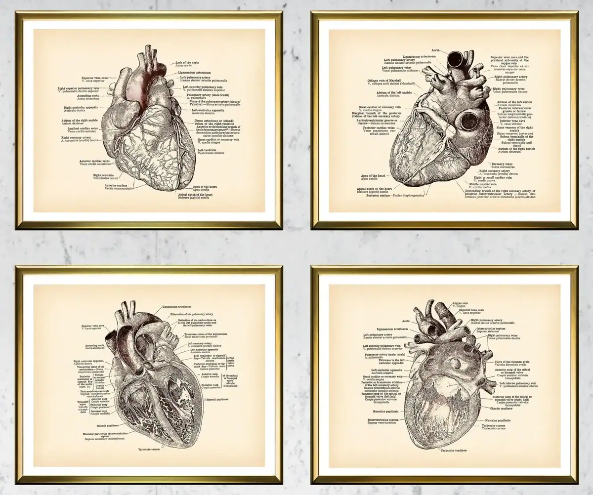Poster de anatomia do coração – Image 2
