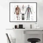 Poster do Corpo Humano – Image 3
