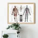 Poster do Corpo Humano – Image 2