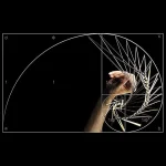 Ilustração da espiral de Fibonacci com uma mão a desenhar, mostrando a sequência e proporções matemáticas em fundo preto.