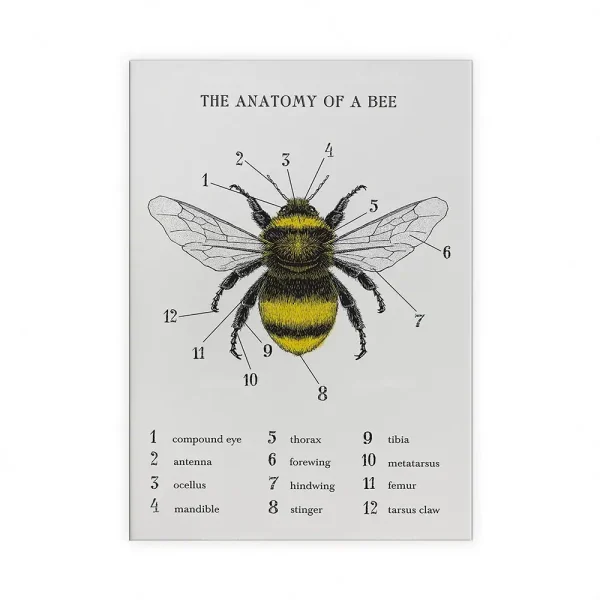 Diagrama detalhado da anatomia de uma abelha com etiquetas numeradas para partes como olhos, antenas, asas e patas.