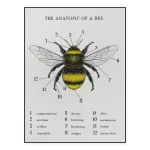 Ilustração detalhada da anatomia de uma abelha com etiquetas numeradas para partes como olhos, antenas, asas e patas.