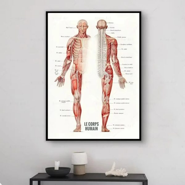 Ilustração detalhada dos músculos do corpo humano, vista frontal e dorsal, com nomes em francês.