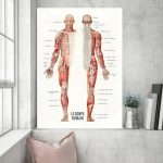 Ilustração detalhada do corpo humano com destaque para os músculos, vista frontal e posterior, com nomes dos músculos em português.
